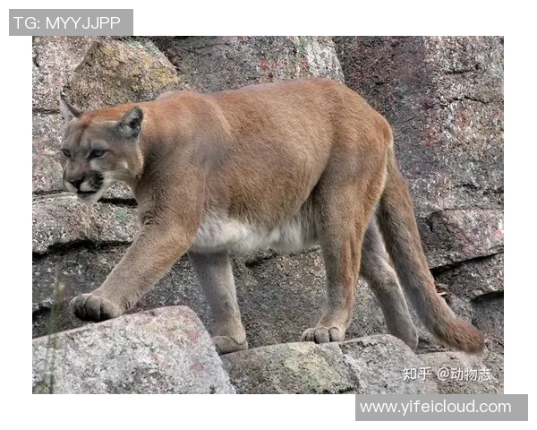 墨西哥被美洲狮与内卡萨比赛分析及比分预测展望